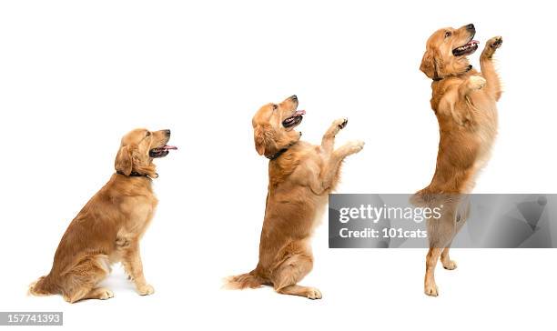 saltar - labrador dourado cão de busca - fotografias e filmes do acervo