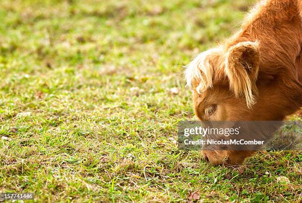 highland calf grazing close-up - eastern townships quebec stock pictures, royalty-free photos & images