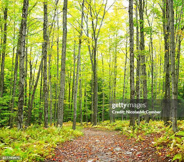 winding trail autumn forest nature background - eastern townships quebec stock pictures, royalty-free photos & images