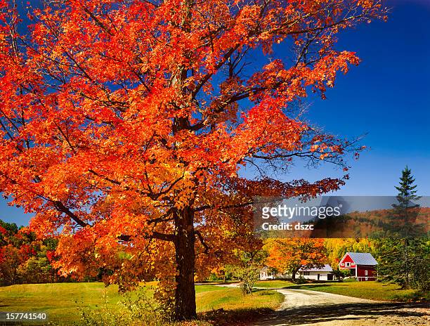 vibrant autumn maple tree, country road and vermont countryside - maple tree stock pictures, royalty-free photos & images