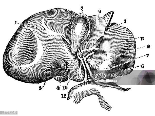 illustrazioni stock, clip art, cartoni animati e icone di tendenza di fegato umano - human liver