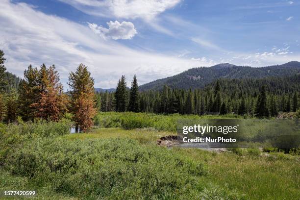 Drought, fire and pest infestations impact Idaho forests in the Sawtooth Mountains, Idaho,on July 22, 2023. Trees across California, Idaho, Montana...