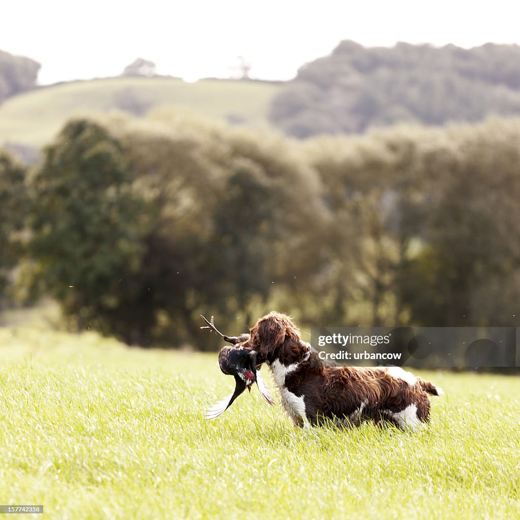 Spaniel with pheasant