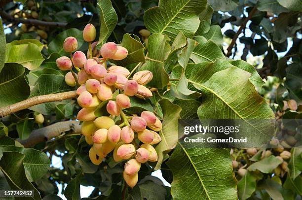 close-up of ripe pistachio on tree - pistachio tree 個照片及圖片檔
