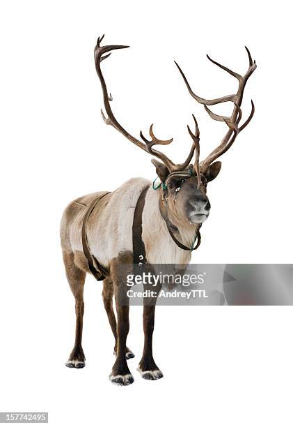reindeer on white - reindeer stockfoto's en -beelden