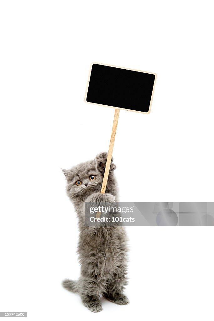 Protesters cat