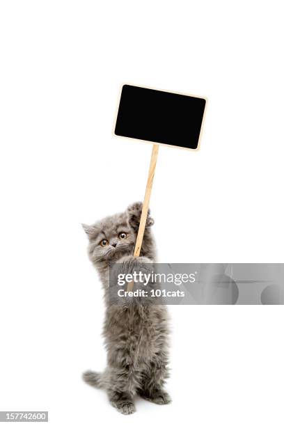 protesters cat - cat holding sign stock pictures, royalty-free photos & images