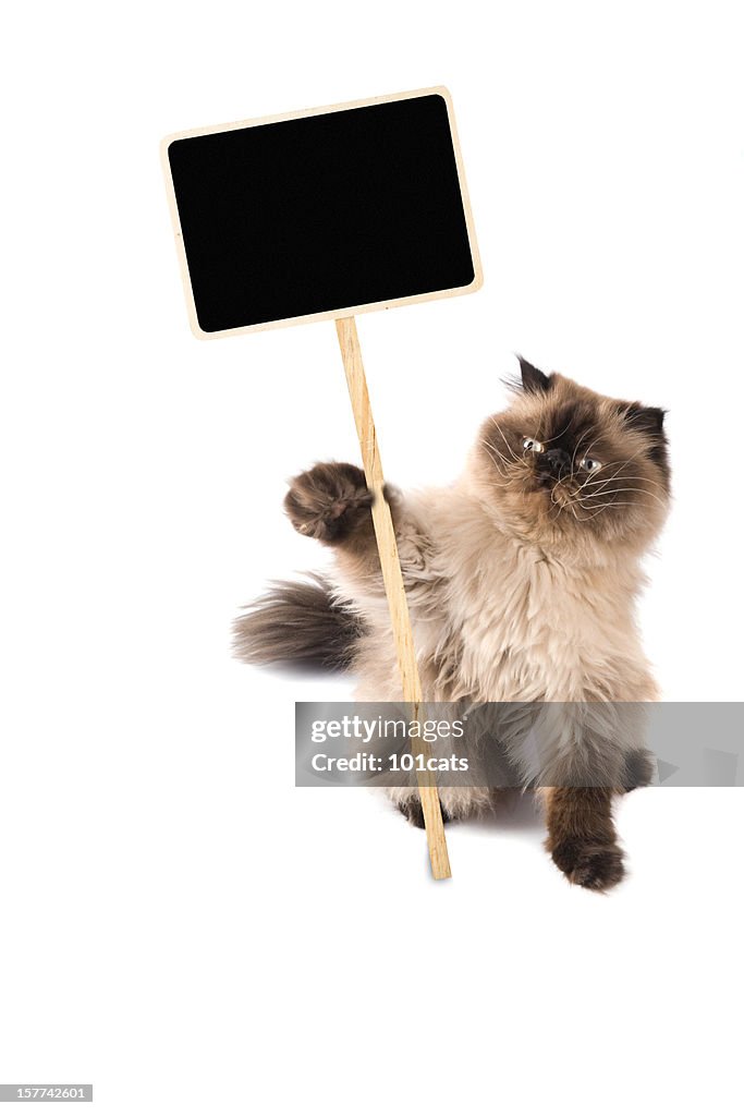 Protesters cat