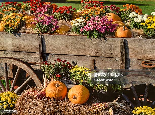 harvest pumpkins, chrysanthemums and antique farm wagon - abundance flowers stock pictures, royalty-free photos & images