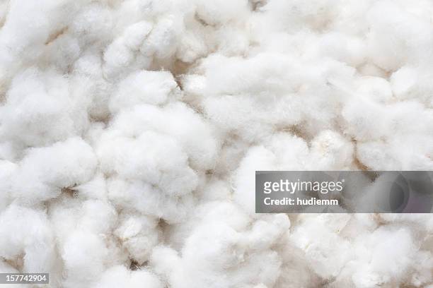 coton brut cultures - coton photos et images de collection