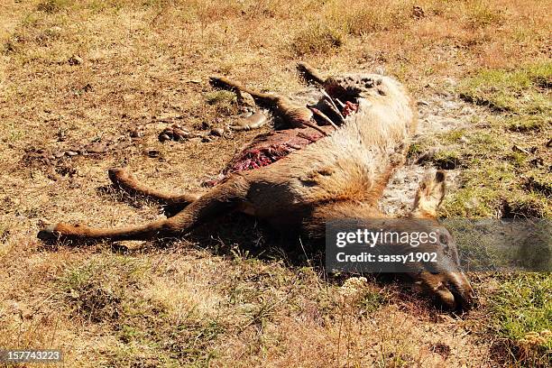 elk dead carcus marcio - endoscheletro foto e immagini stock