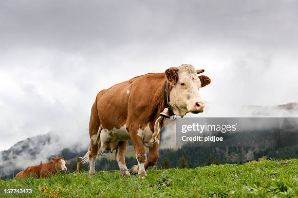 cows walking on alp - swiss cow stock pictures, royalty-free photos & images