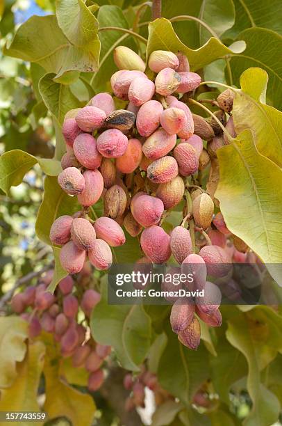 close-up de maduras na árvore de pistachio - pistachio tree - fotografias e filmes do acervo