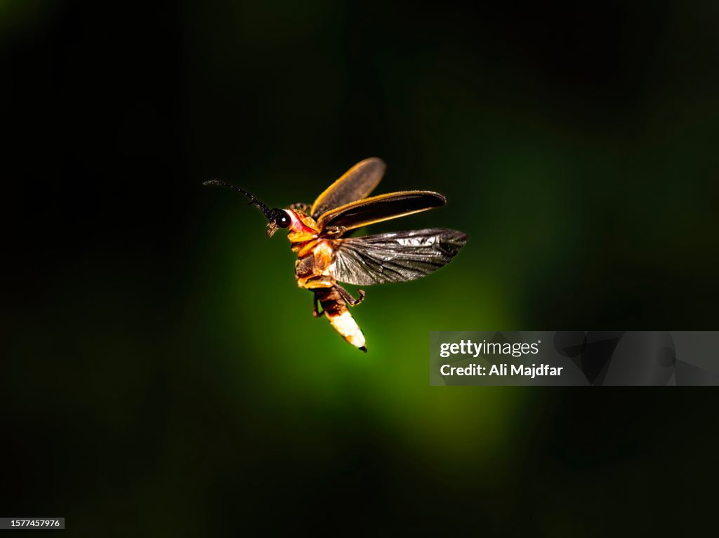 Glowing Lightning Bug