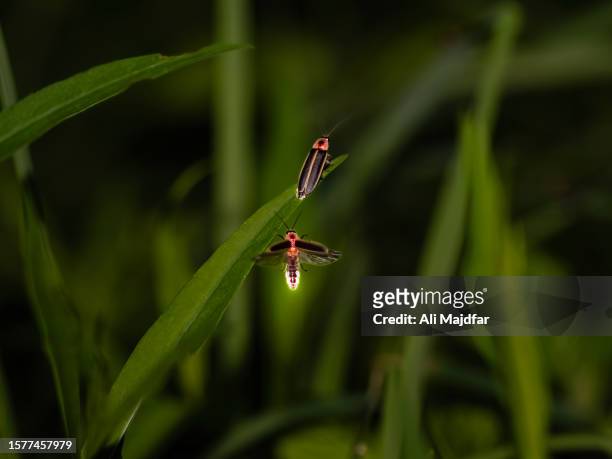 lightning bug cuple - couple dark background bildbanksfoton och bilder