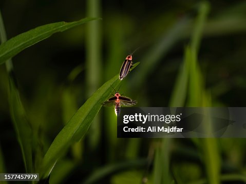 Lightning Bug Cuple Lightning Bug Cuple
