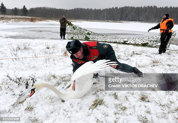 Belarus emergencies ministry workers and ornithologists try to catch a sick swan on lake near the village of Shvaby, some 95 km north of Minsk, on...