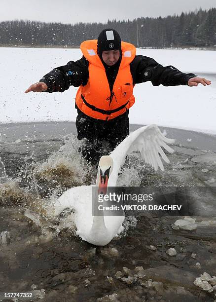 Diver of Belarus emergencies ministry tries to catch a sick swan on lake near the village of Shvaby, some 95 km north of Minsk, on December 6 to...