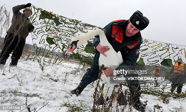 An officer of Belarus emergencies ministry catches a sick swan on lake near the village of Shvaby, some 95 km north of Minsk, on December 6 to...