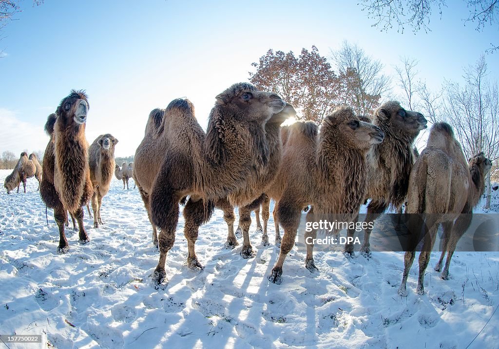 GERMANY-ANIMALS-CAMELS-FEATURE