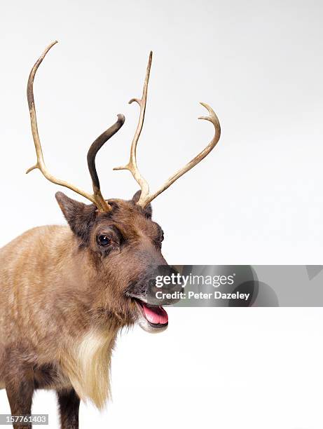 reindeer with tongue out - ren bildbanksfoton och bilder