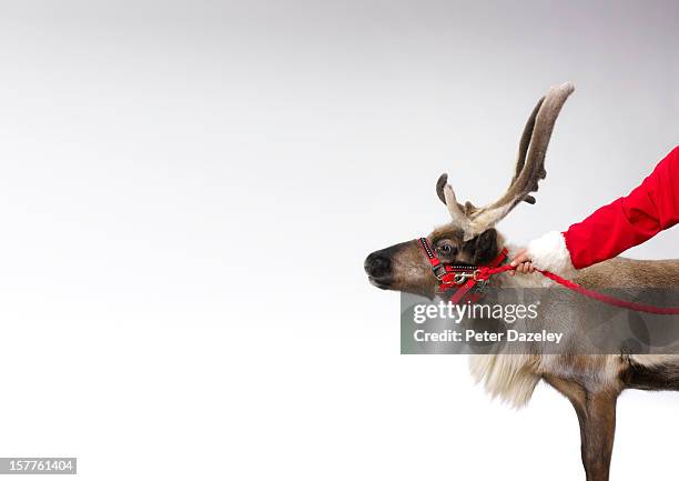 santa claus with reindeer and copy space - reindeer stock-fotos und bilder