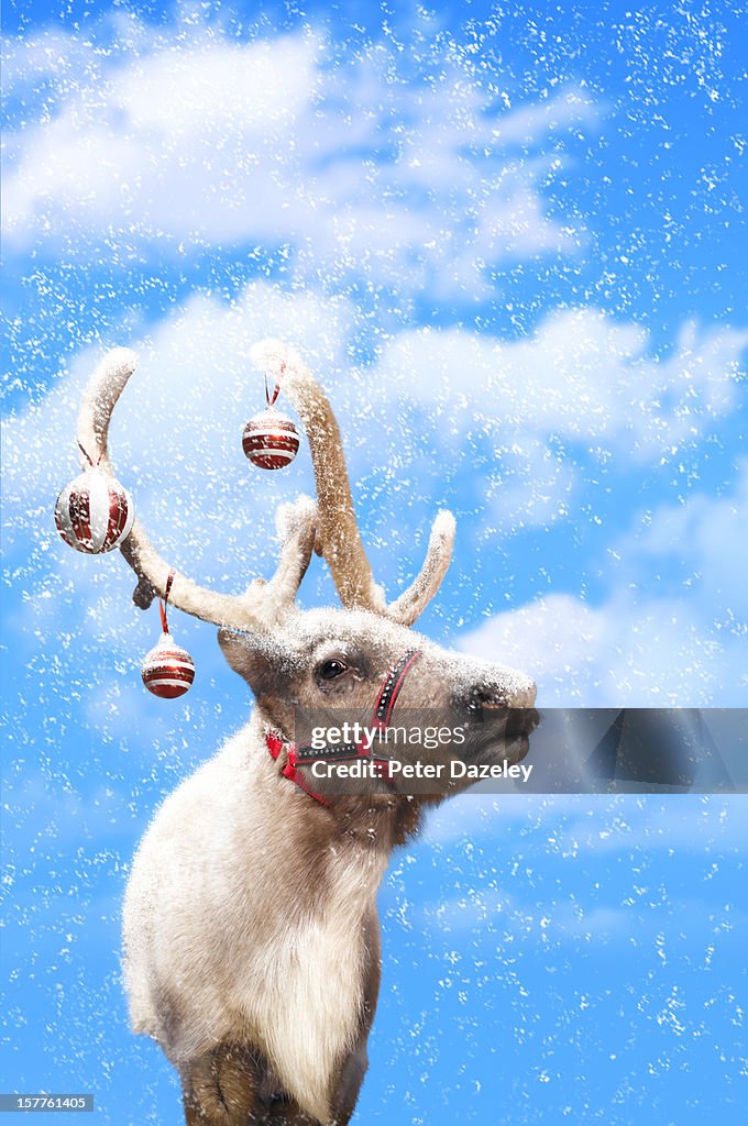 Christmas reindeer in snow