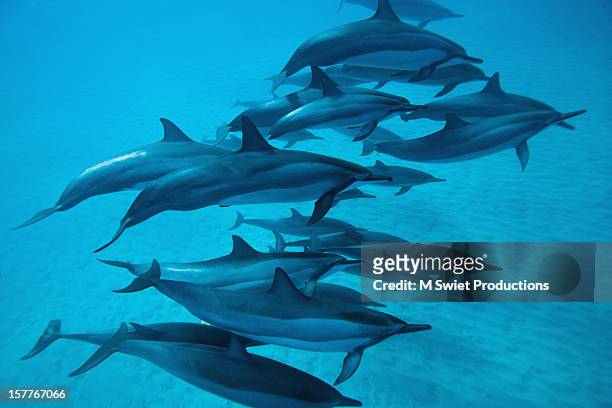 spinner dolphins - maui dolphin stock pictures, royalty-free photos & images