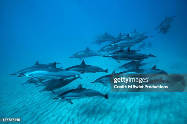 spinner dolphins - maui dolphin stock pictures, royalty-free photos & images