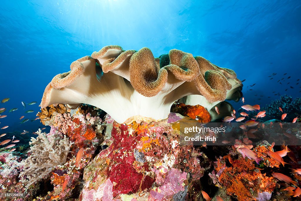 Beautiful Leather Coral and Sea Goldies , Komodo National Park, Indonesia