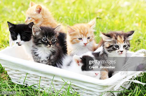 sei piccoli gattini nel cestino aperto. - grande gruppo di animali foto e immagini stock