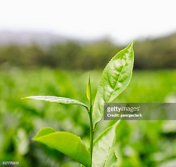 coltivazione del tè - green tea leaves foto e immagini stock