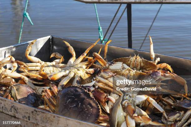 live dungeness crabs being off-loaded into container - dungeness crab stock pictures, royalty-free photos & images