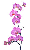 pink orchid composition