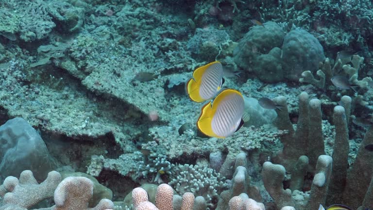 Column Fish 81 Water Column Fish Stock Videos, Footage, & 4K Video Clips - Getty Images