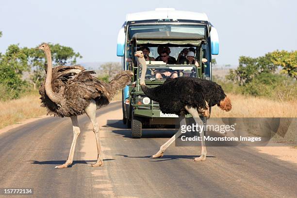 ostrich in kruger park, south africa - kruger national park south africa stock pictures, royalty-free photos & images