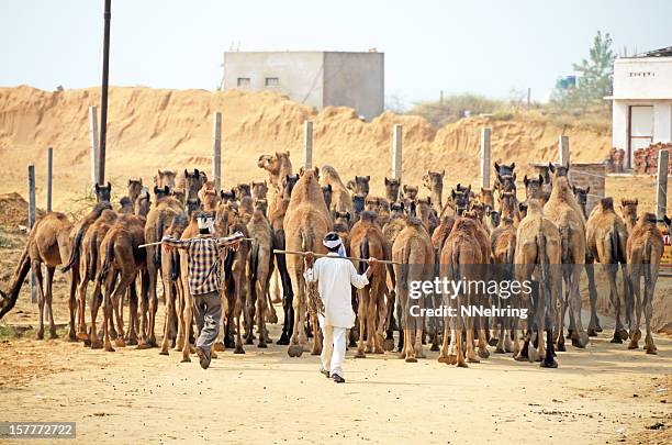 camel herd - livestock stock pictures, royalty-free photos & images