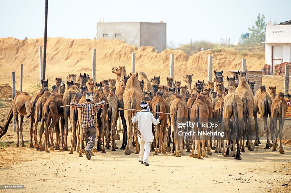 Camel herd