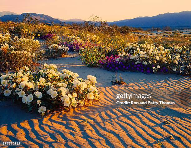 désert californien - anza national park photos et images de collection