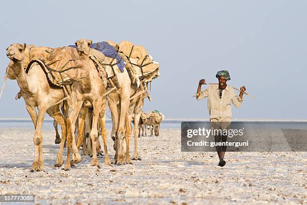 one of the last salt caravans, danakil desert, ethiopia - danakil desert stock pictures, royalty-free photos & images