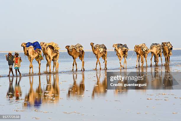 one of the last salt caravans, danakil desert, ethiopia - danakil desert stock pictures, royalty-free photos & images