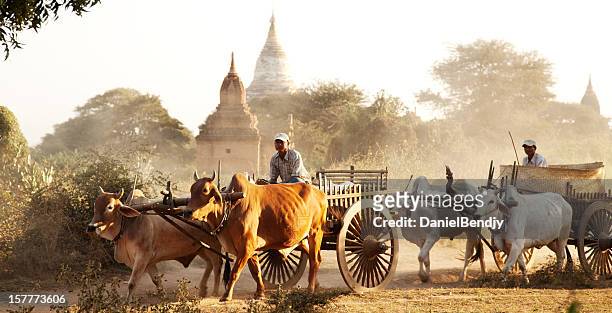 burmesisch landwirte mit cowcart in bagan - bagan stock-fotos und bilder