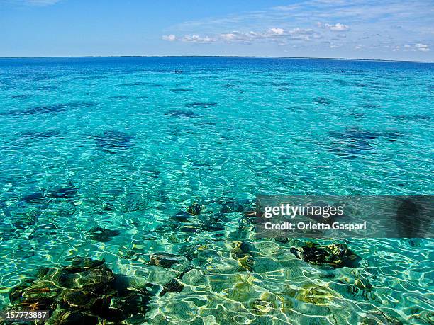 Point Partridge 106 Point Partridge Stock Photos, High-Res Pictures, and Images - Getty ...