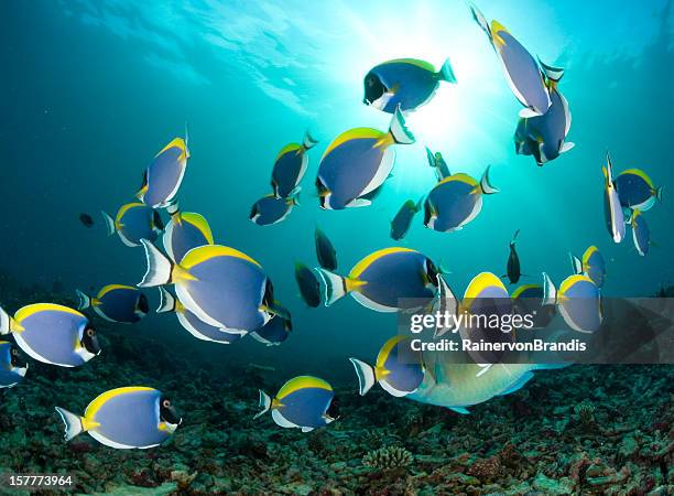 Dancer Fish 1,510 Dancing Fish Stock Photos, High-Res Pictures, and Images - Getty ...