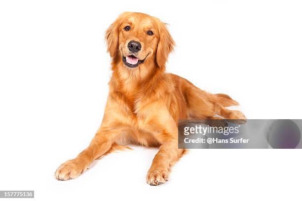 golden retriever! - purebred dog stock pictures, royalty-free photos & images