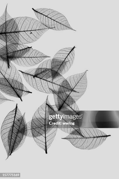 leave skeletons black and white - blak and white leaves stock pictures, royalty-free photos & images