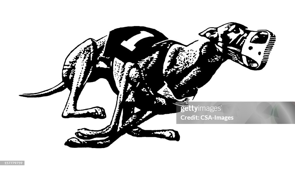 Greyhound Dog Racing
