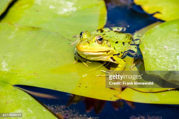 An edible frog sitting on the leaf of a white waterlily .