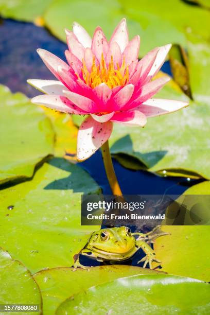 An edible frog sitting between the leaves of a blooming red waterlily .