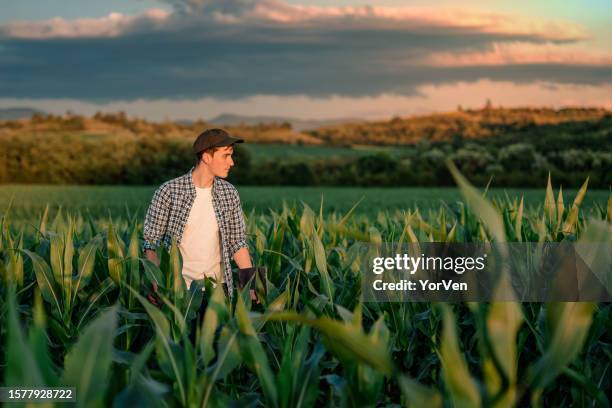 young farmer walking and analyzing the growth of corn sprouts in agricultural field - may 19 stock pictures, royalty-free photos & images